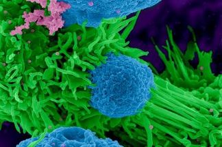 FASEB BioArt Competition