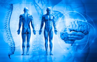 Musculoskeletal